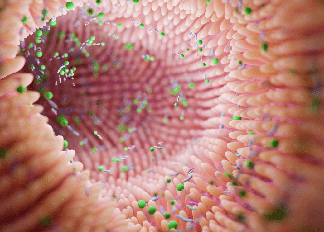 Gut Microbiota Plays a Role in Brain Growth